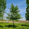 Haagbeuk | Hoogstam