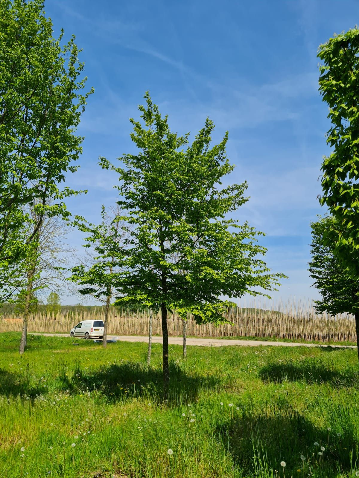 Haagbeuk | Hoogstam