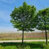 Haagbeuk | Hoogstam