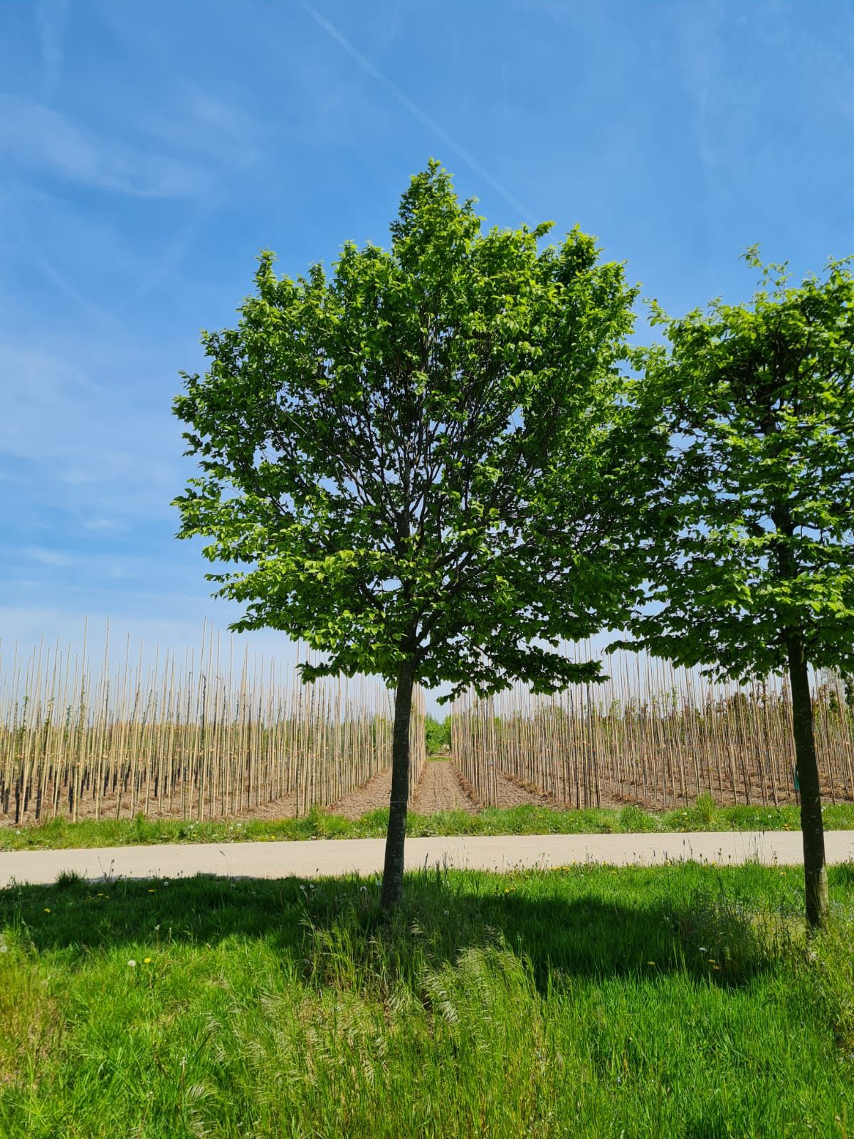 Haagbeuk | Hoogstam