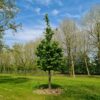 Haagbeuk | Hoogstam