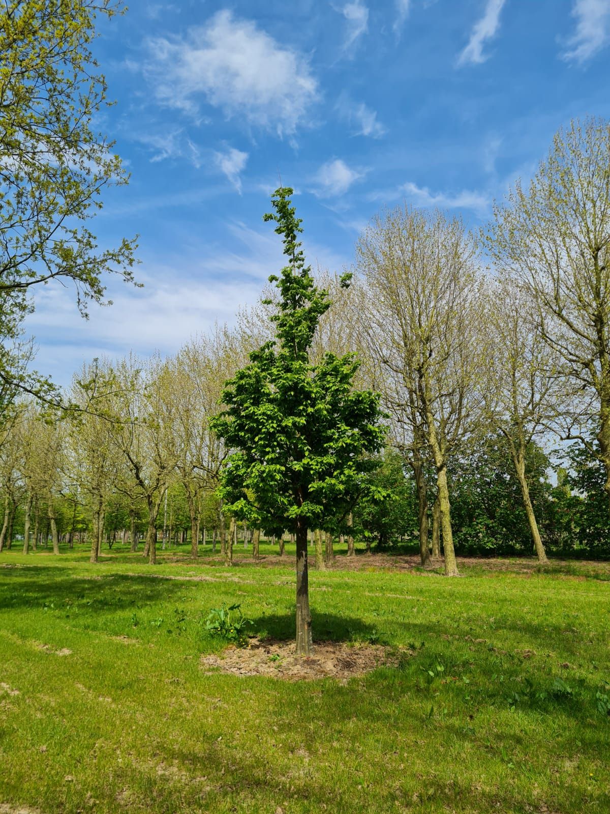 Haagbeuk | Hoogstam