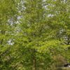 Haagbeuk | Hoogstam