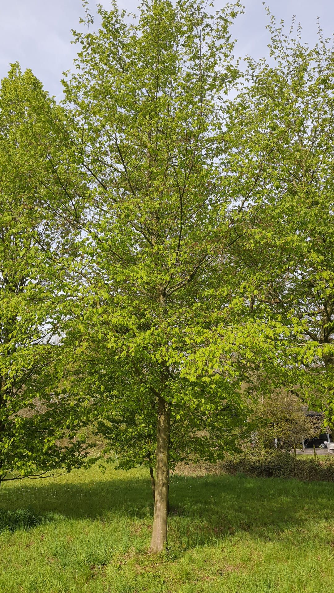 Haagbeuk | Hoogstam