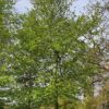 Haagbeuk | Hoogstam