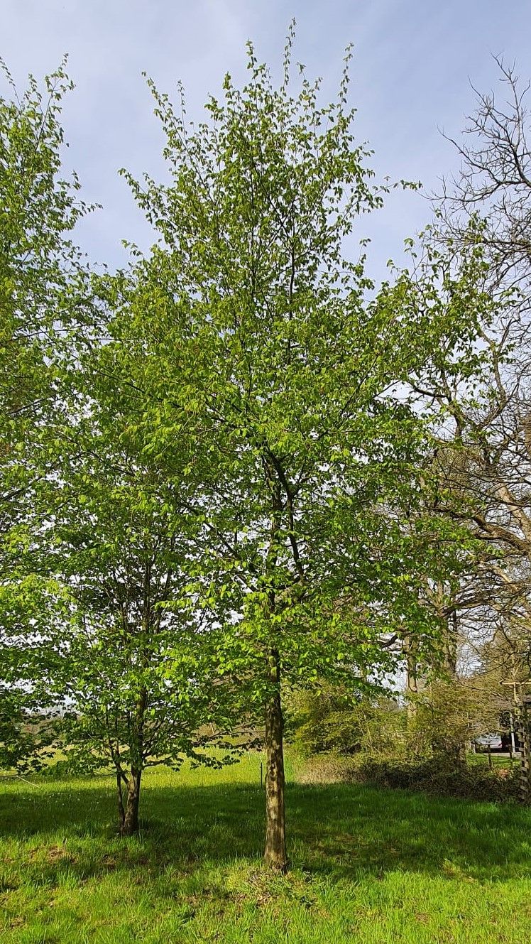 Haagbeuk | Hoogstam