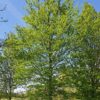 Haagbeuk | Hoogstam