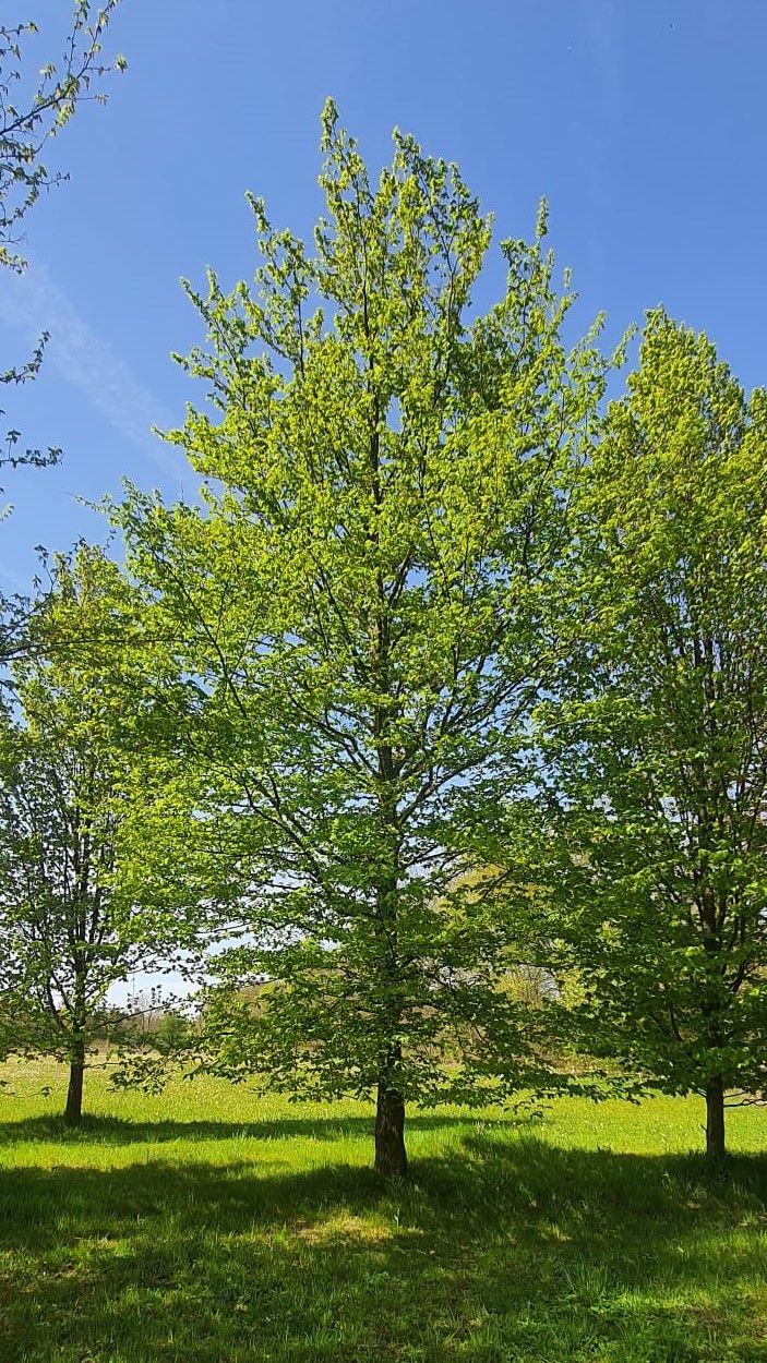 Haagbeuk | Hoogstam