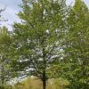 Haagbeuk | Hoogstam