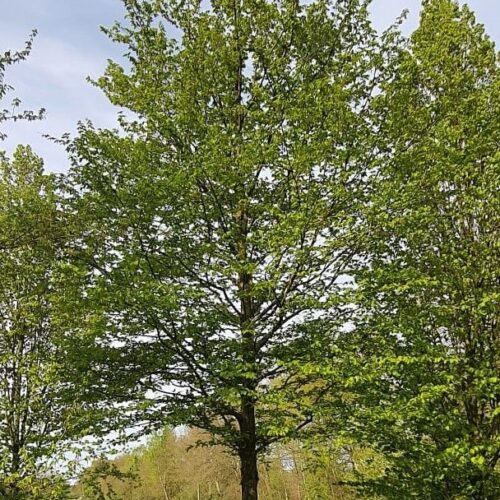 Haagbeuk | Hoogstam