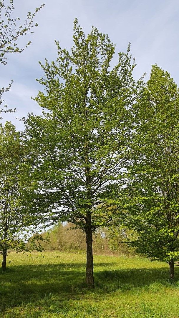 Haagbeuk | Hoogstam
