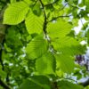Haagbeuk | Hoogstam