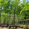 Haagbeuk | Hoogstam