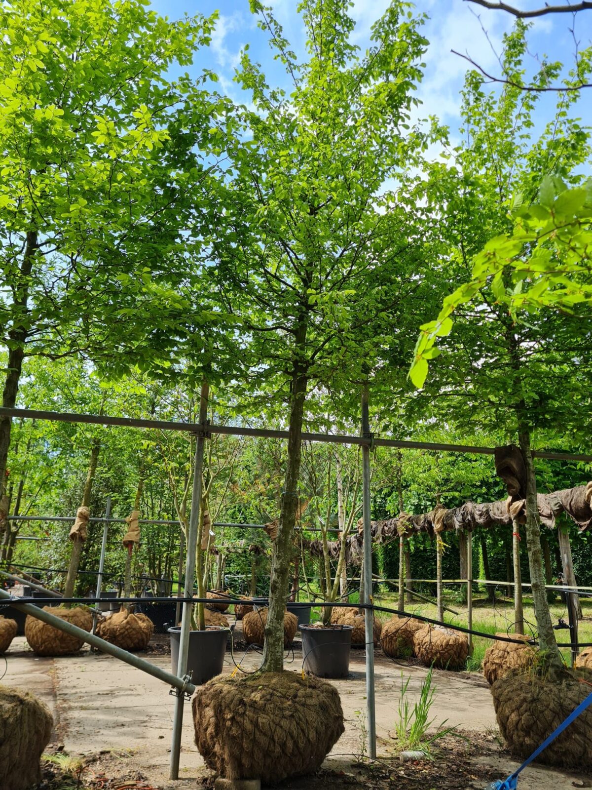 Haagbeuk | Hoogstam