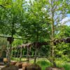 Haagbeuk | Hoogstam