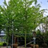 Haagbeuk | Hoogstam