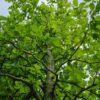 Haagbeuk | Laagstam