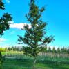 Haagbeuk | Halfstam