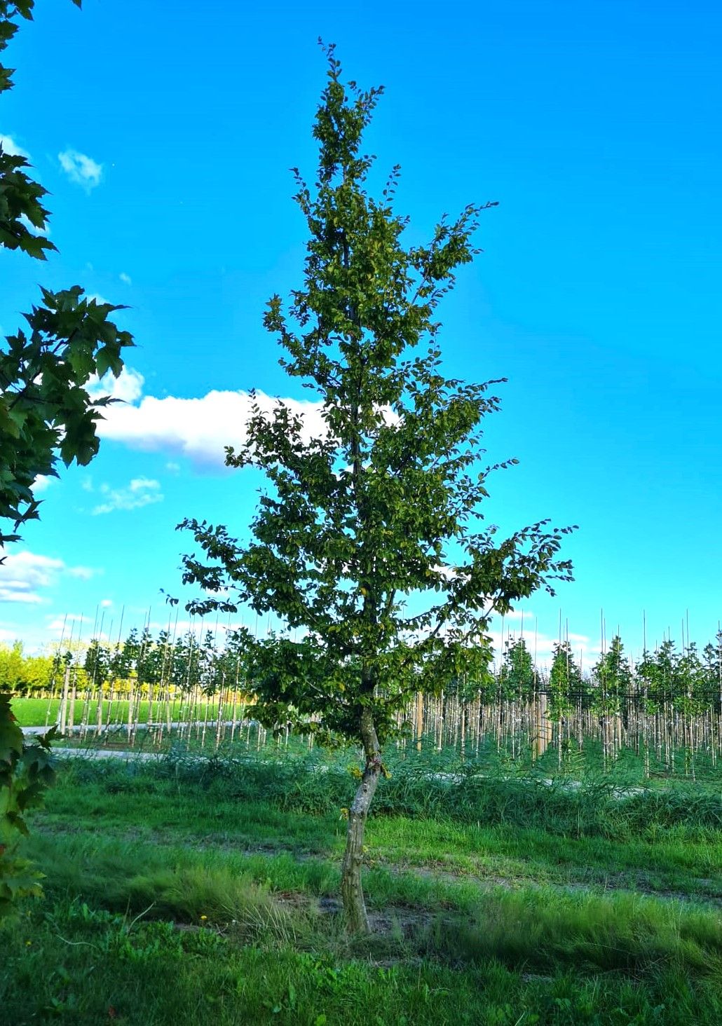 Haagbeuk | Halfstam