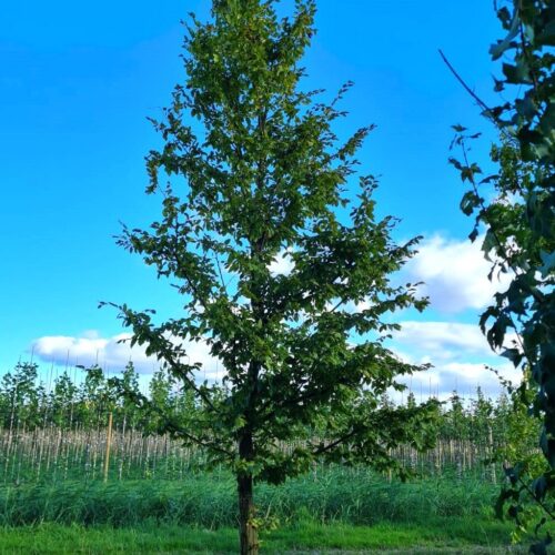 Haagbeuk | Halfstam
