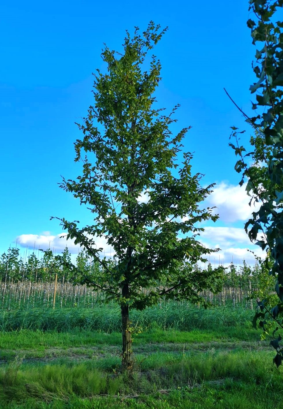 Haagbeuk | Halfstam