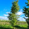 Haagbeuk | Halfstam