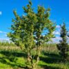 Haagbeuk | Meerstammig