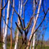 Papierberk | Hoogstam