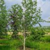 Papierberk | Hoogstam