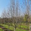 Papierberk | Hoogstam