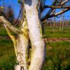 Papierberk | Hoogstam