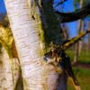 Papierberk | Hoogstam