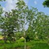 Papierberk | Hoogstam