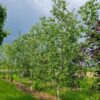 Papierberk | Hoogstam