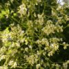 Honingboom | Hoogstam