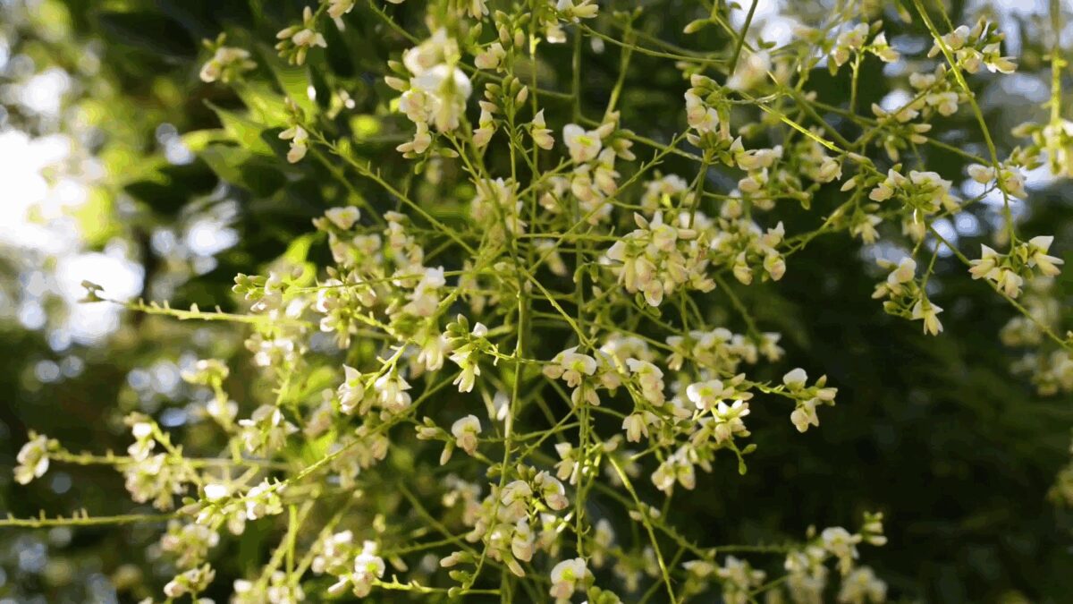 Honingboom | Hoogstam