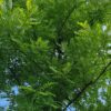 Honingboom | Hoogstam