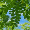 Honingboom | Hoogstam