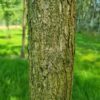 Honingboom | Hoogstam