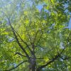 Honingboom | Hoogstam