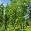 Honingboom | Hoogstam