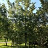 Hopbeuk | Hoogstam