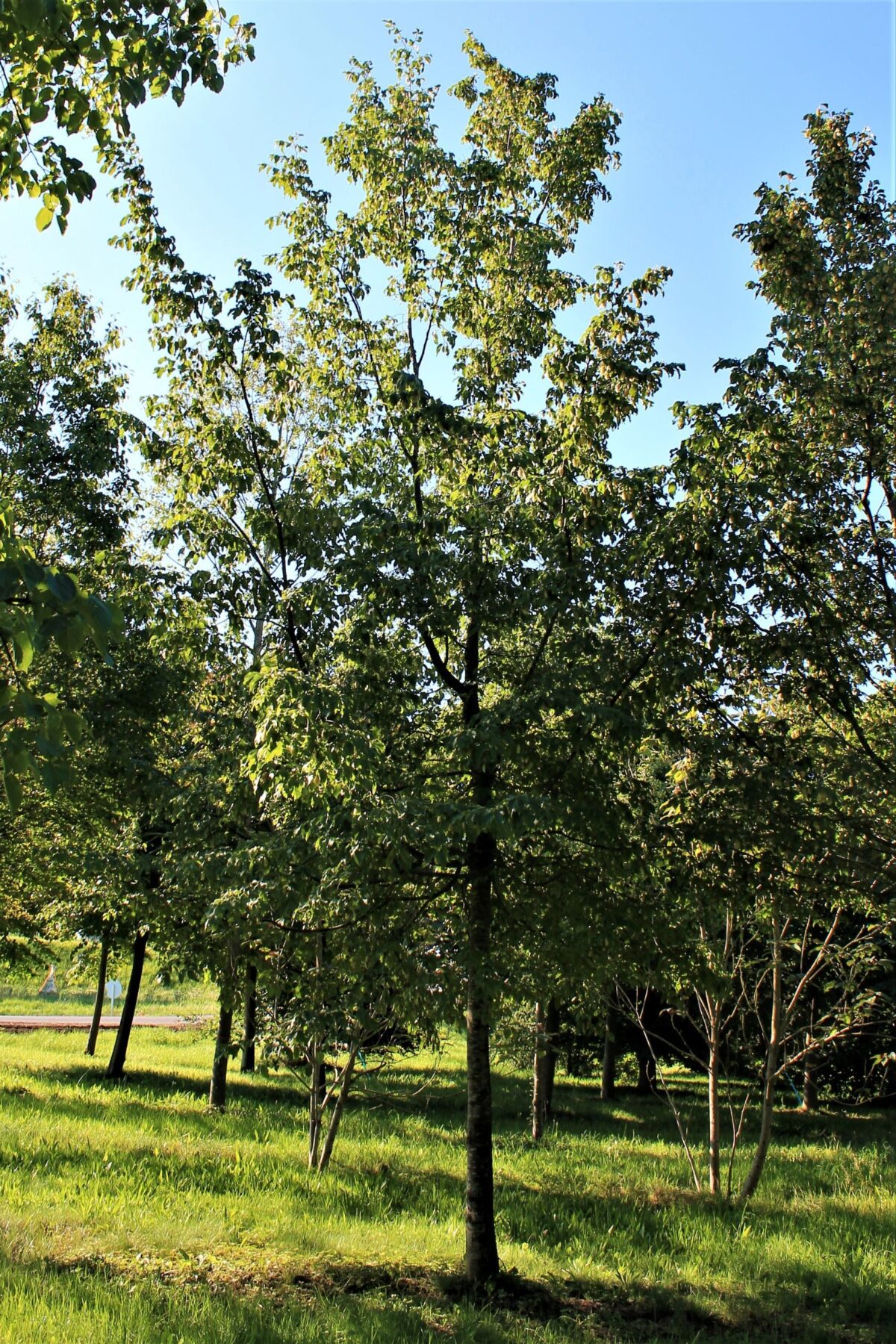 Hopbeuk | Hoogstam