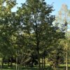 Hopbeuk | Hoogstam