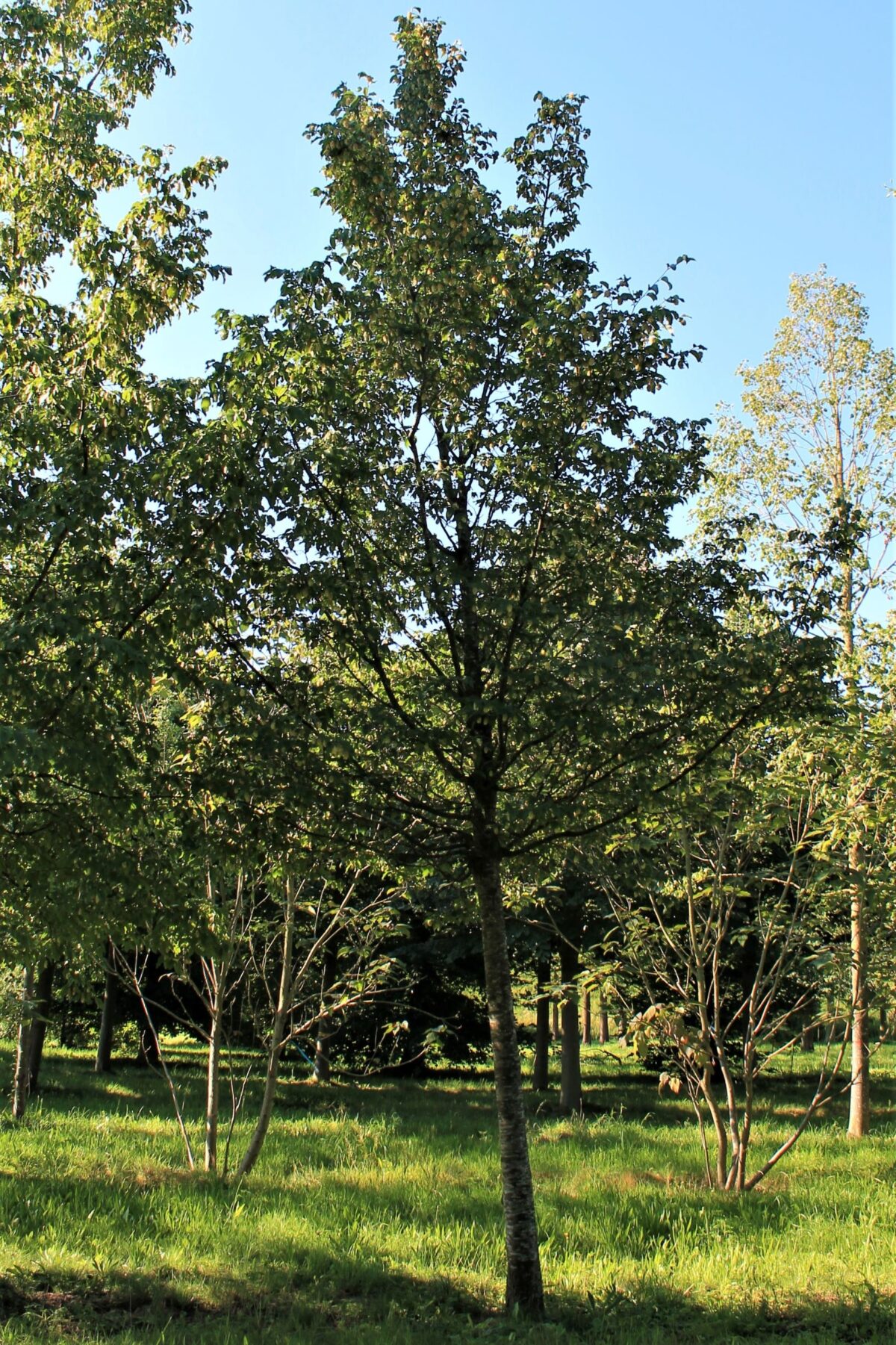 Hopbeuk | Hoogstam