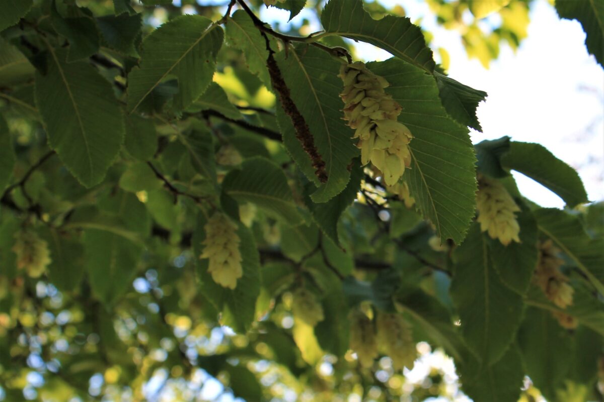 Hopbeuk | Hoogstam