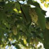Hopbeuk | Meerstammig