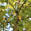 Hopbeuk | Meerstammig