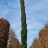Italiaanse cipres | Laagstam