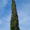 Italiaanse cipres | Laagstam